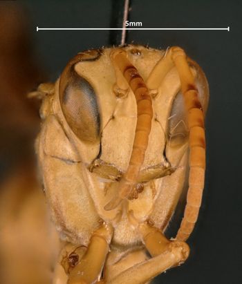 Media type: image;   Entomology 33161 Aspect: head frontal view
